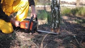 How Our Tree Care Process Works  in  Radcliff, KY