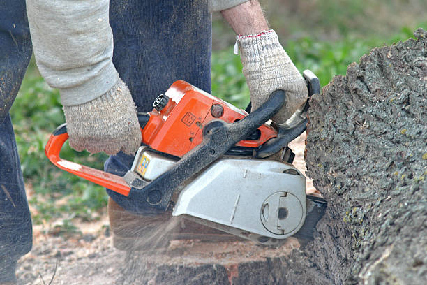 Best Fruit Tree Pruning  in Radcliff, KY