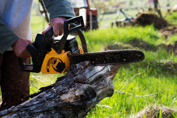 Best Tree Maintenance Programs  in Radcliff, KY